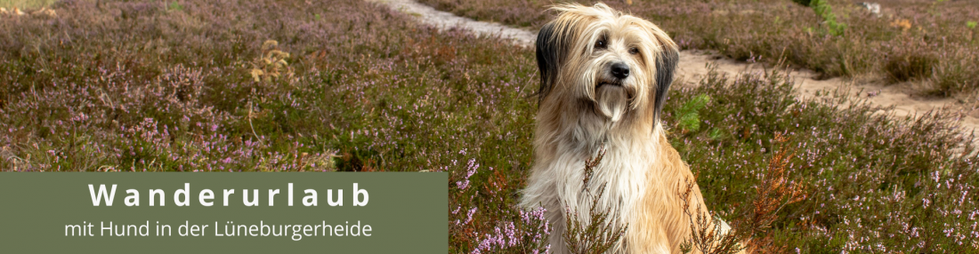 Wandern mit Hund