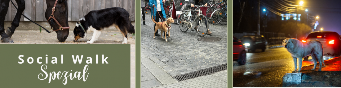 Social Walk Spezial